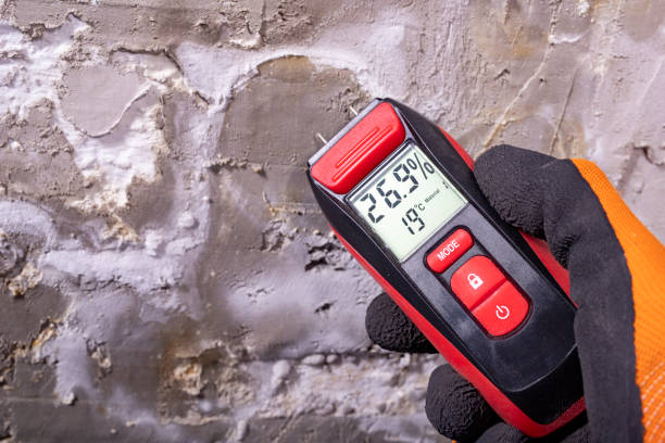 Best Attic Mold Remediation in Fort Thomas, KY